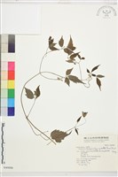 巴氏鐵線蓮藏品圖，第2張