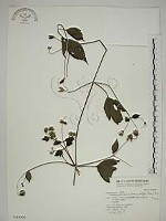 巴氏鐵線蓮藏品圖，第1張