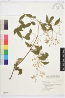 梨山小蓑衣藤藏品圖，第1張