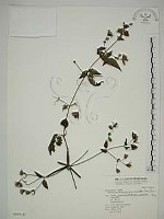 巴氏鐵線蓮藏品圖，第1張