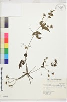 巴氏鐵線蓮藏品圖，第2張