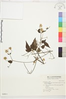 巴氏鐵線蓮藏品圖，第2張