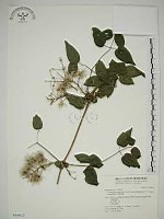 梨山小蓑衣藤藏品圖，第1張