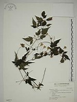 巴氏鐵線蓮藏品圖，第1張