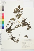 巴氏鐵線蓮藏品圖，第2張