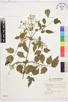 梨山小蓑衣藤藏品圖，第2張