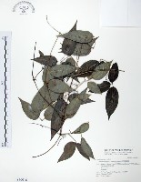 柱果鐵線蓮藏品圖，第1張