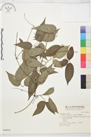 柱果鐵線蓮藏品圖，第2張