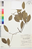 柱果鐵線蓮藏品圖，第2張