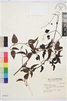 威靈仙藏品圖，第1張