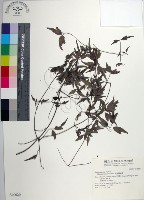 臺灣鐵線蓮藏品圖，第1張