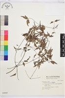 臺灣鐵線蓮藏品圖，第2張