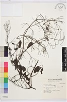 威靈仙藏品圖，第1張