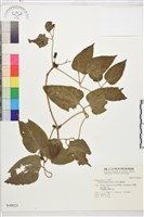 田代氏鐵線蓮藏品圖，第2張