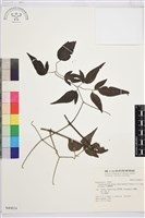 巴氏鐵線蓮藏品圖，第2張