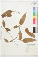 麥氏鐵線蓮藏品圖，第2張