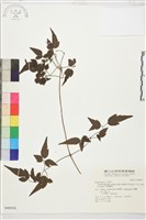 巴氏鐵線蓮藏品圖，第2張