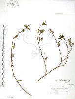 小構樹藏品圖，第1張