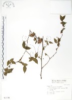 櫸、雞油藏品圖，第1張