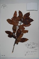 松田氏冬青藏品圖，第1張