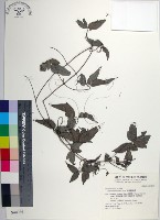 臺灣鐵線蓮藏品圖，第1張