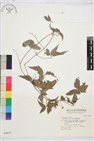 臺灣鐵線蓮藏品圖，第2張