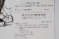 梓木草藏品圖，第2張