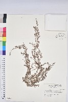 臺西大戟藏品圖，第1張