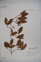 登錄號:S040055藏品圖，第1張