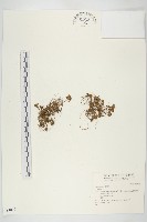 登錄號:S040061藏品圖，第1張