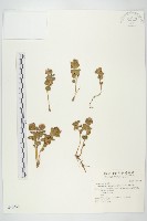 穗花八寶藏品圖，第1張