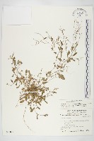 玉山筷子芥藏品圖，第1張
