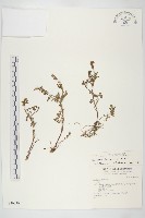 臺灣山芥菜藏品圖，第1張