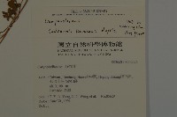 玉山山奶草藏品圖，第2張