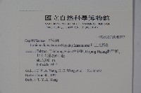 川上氏忍冬藏品圖，第2張