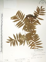 巒大花楸藏品圖，第1張