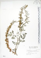 彎果黃菫藏品圖，第1張