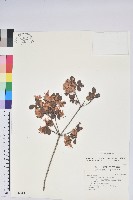 南澳杜鵑藏品圖，第1張