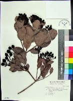 疏脈赤楠藏品圖，第1張