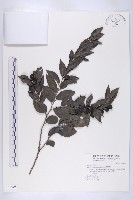 蘭嶼柿藏品圖，第1張