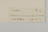 石胡荽、吐金草藏品圖，第3張