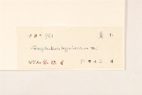 秋鼠麴草藏品圖，第3張