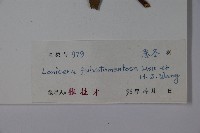 黃褐毛忍冬藏品圖，第2張