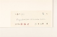 華澤蘭藏品圖，第3張