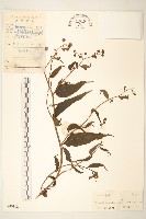 蔓黃菀藏品圖，第1張