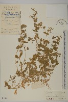 牛繁縷藏品圖，第1張