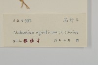 牛繁縷藏品圖，第3張