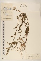 雞兒腸藏品圖，第1張