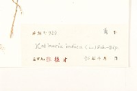 雞兒腸藏品圖，第3張