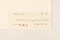 佩蘭、澤蘭藏品圖，第3張